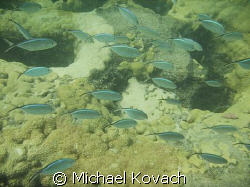 Blue Chromis on inside reef at Lauderdale by the Sea by Michael Kovach 